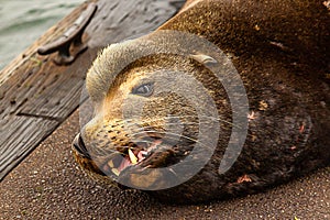 large sealion opens mouth on old dock