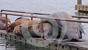 Large sealions piled up on a pier