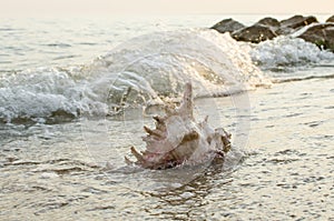 Large seashell on the background of the sea shore