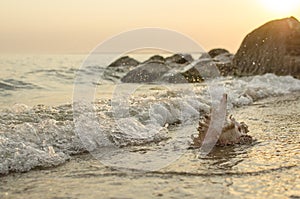 Large seashell on the background of the sea shore