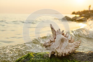 Large seashell on the background of the sea shore