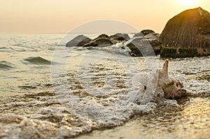 Large seashell on the background of the sea shore