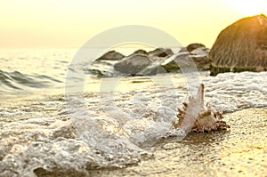 Large seashell on the background of the sea shore