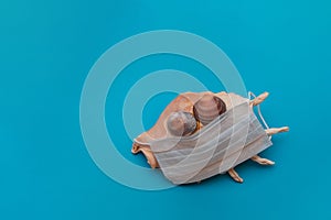 Large seashell in a medical face mask on a blue background. Summer concept, tourism, pandemic, flat lay