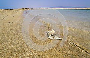 Large seashell on the seashore