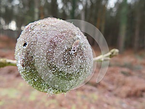 large seed frozen by the cold winter plant fruit photo