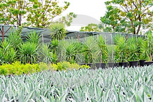 Large seedlings of blue American agave and yucca in the background, grown for sale in pots outdoors at a garden center plantation