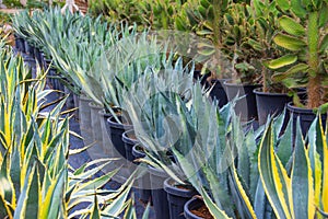 Large seedlings of a blue variegated American agave plant grown for sale in pots outdoors at a garden center plantation