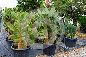 Large seedlings of prickly opuntia Consolea Corallicola cactus grown for sale in pots outdoors at a garden center plantation
