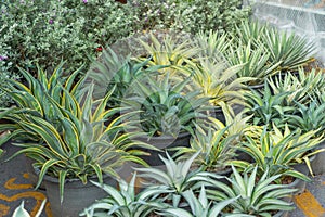 Large seedlings row blue agave plant grown for sale in pots outdoors at a garden center plantation.