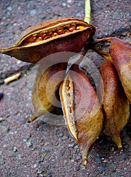 Large Seedpods