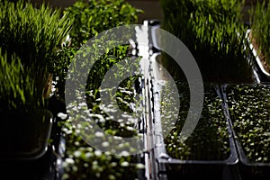 Large selection of different microgreens. Photography from above, boxes with sprouts of young green peas, radishes, mustard, basil