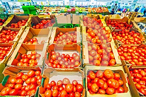 Large selection of red ripe tomatoes and lies in boxes for sale