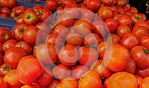 Large selection of red tomatoes at a market stall