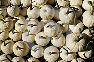 Large selection of White Pumpkins