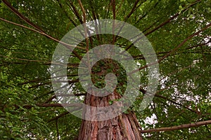 A large sequoia seen from below