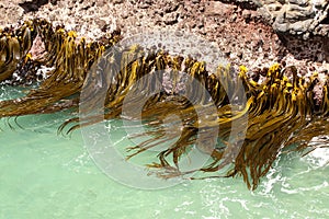 Large sessile bunch of seaweed on a rock, South Island, New Zealand