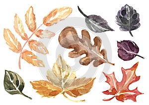 A large set of autumn leaves of different types of trees.