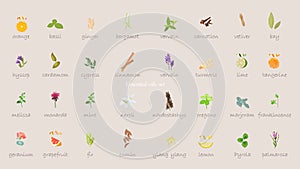 A large set of essential oil icons. Plants for aromatherapy.