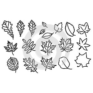 A large set of leaves of different trees. Maple, Rowan, Linden and other plants . Vector hand drawn outline illustration isolated