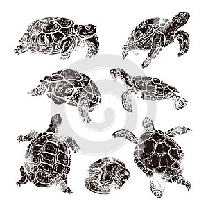 Large set of turtles of different species in linocut retro style, vintage silhouettes of turtles isolated on white