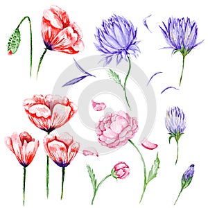 Large Set of Watercolor Flowers