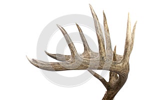 Large set of whitetail buck antlers side view