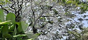 a large and shady tree