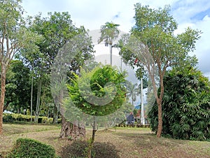 Large shady tree with green leaves