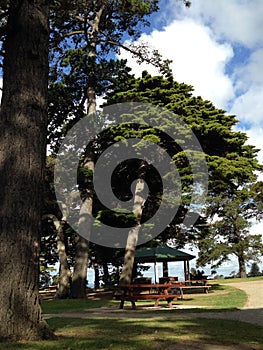 Large Shady Tree over a Park Canopy