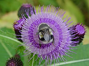 A large shaggy bumblebee sits on a thistle flower.