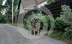 A large shaggy dog barks, sitting on the street near the fence.