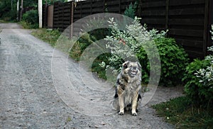 A large shaggy dog barks, sitting on the street near the fence.
