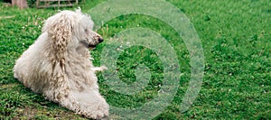 A large shaggy dog lies on the green grass. White royal poodle. Banner, place for text