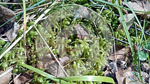 Large shaggy moss Hypnum cypress photo