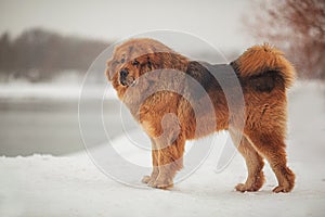 A large shaggy red-brown dog of the Tibetan Mastiff breed stands on the white snow .