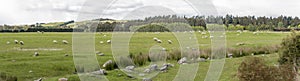 Large sheep flock in green hilly countryside, near Te Anau, New Zealand