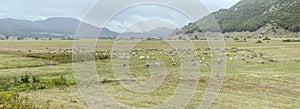 Large sheep flock on green upland near Forchetta pass, Abruzzo, Italy photo