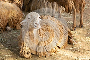 A large sheep is sleeping in the zoo