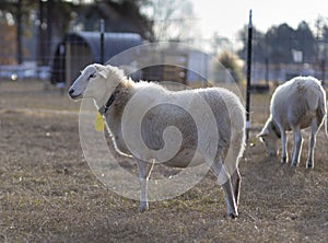 Large sheep with the sun low in the sky