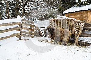 Large sheep with thick hair and curved horns on the barnyard