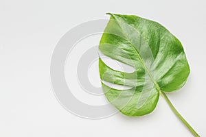 A large sheet of monstera on a white background