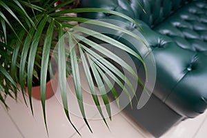 A large sheet of palm Chamaedorea elegans trees on the background of a green leather sofa