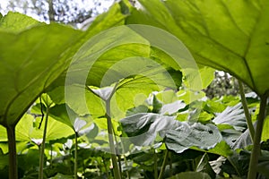 Large sheets of burdock. Green background, texture. Green leaves in the backlight