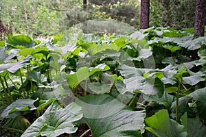 Large sheets of burdock. Green background, texture. Green leaves in the backlight