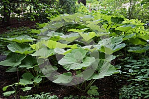 Large sheets of burdock. Green background, texture. Green leaves in the backlight
