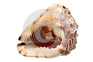 Large shell of sea clam Cassis cornuta isolated on white background