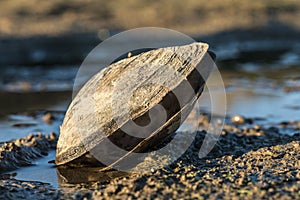 Large shellfish on the lake