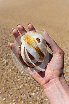 Large shells in a female hand with long nails and a ring on a background of sand