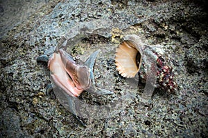 Large shells on the stone.